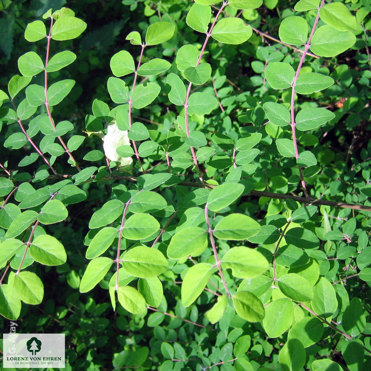 Symphoricarpos doorenbosii 'Magic Berry'