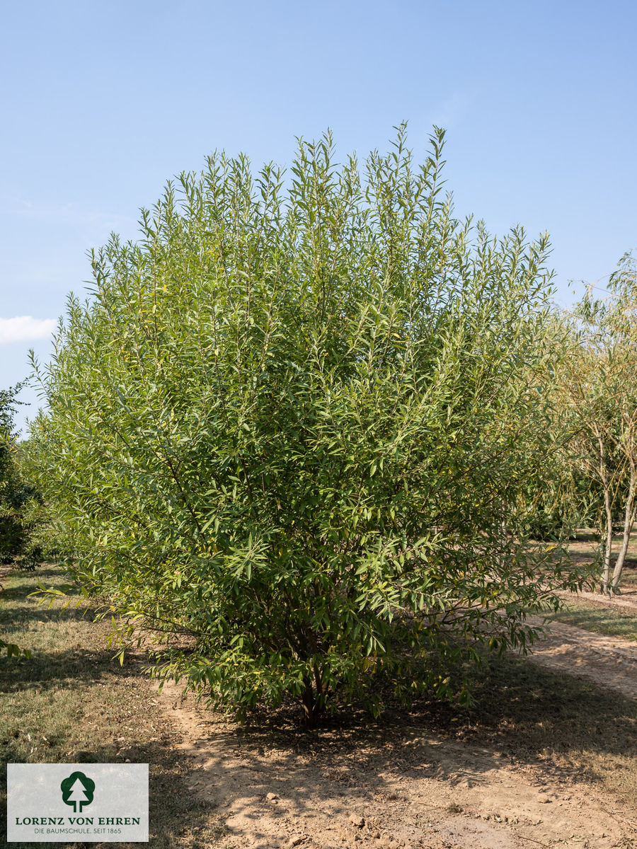 Salix cinerea