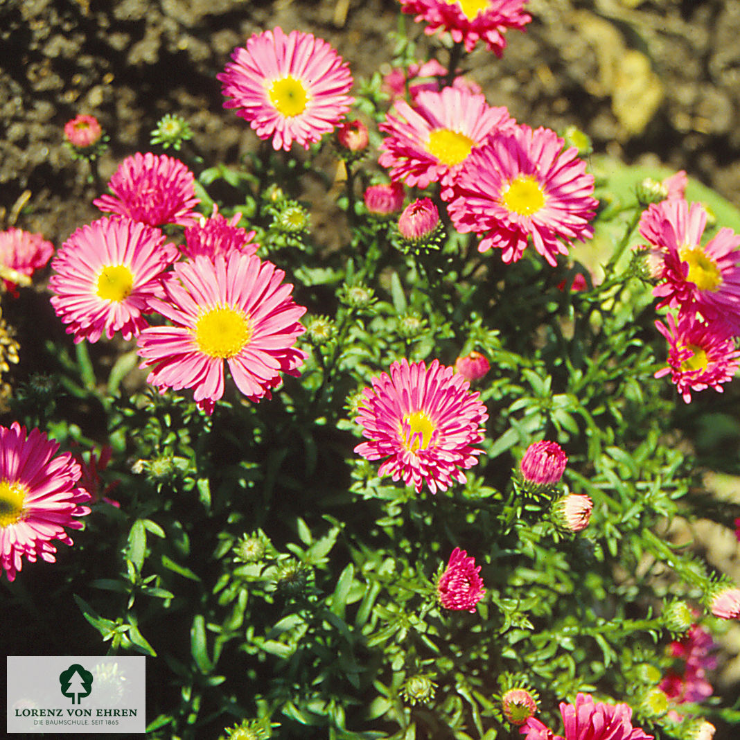 Aster dumosus 'Herbstgruss vom Bresserhof'