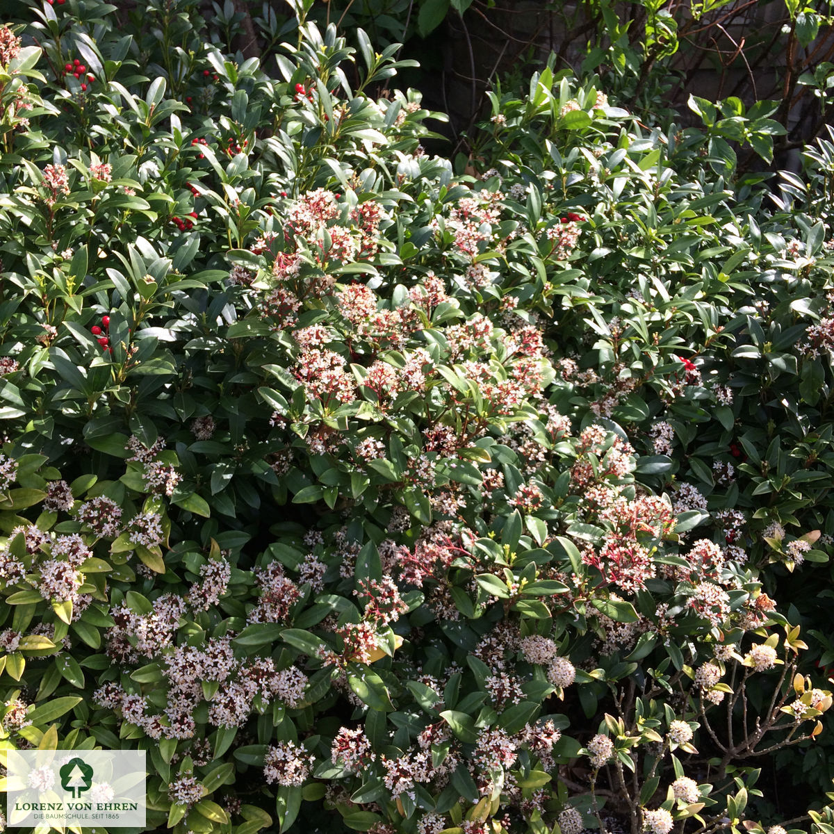 Skimmia japonica