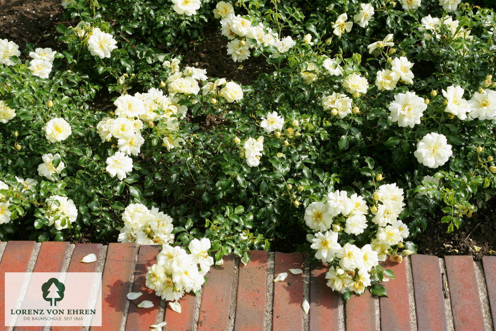 Rosa 'Sunny Rose'