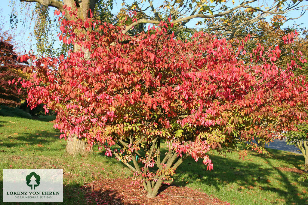 Euonymus alatus