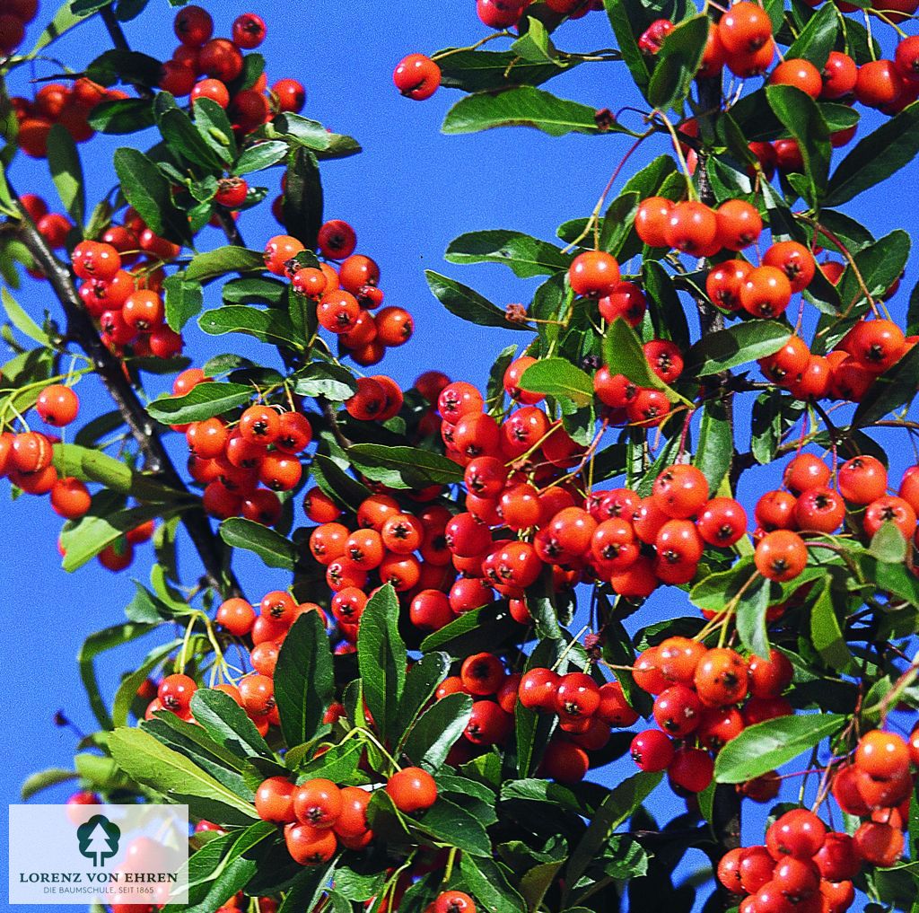 Pyracantha coccinea 'Orange Charmer'