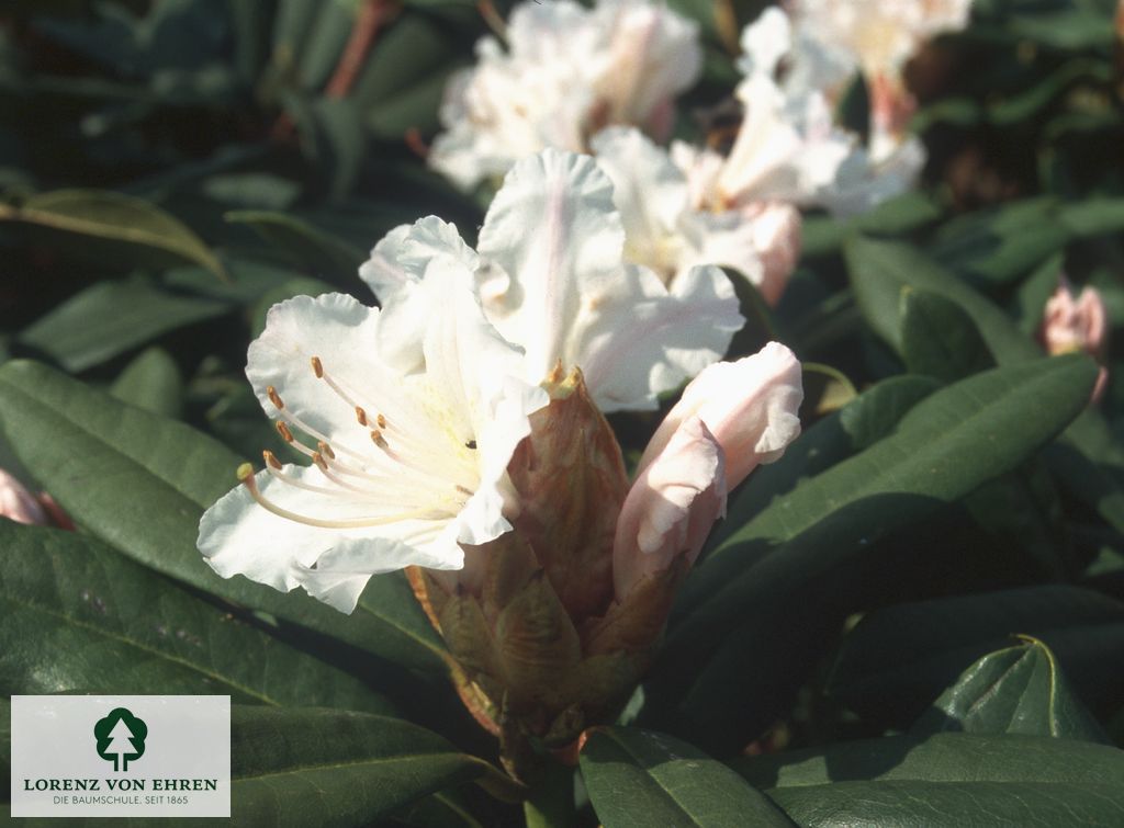 Rhododendron Hybride 'Jacksonii'