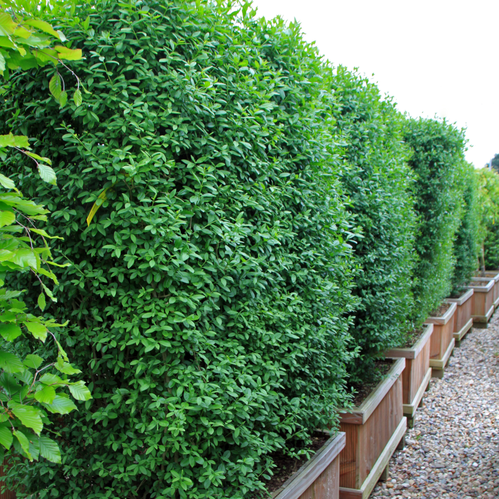 Unsere Ligustrum vulgare in Kübeln – perfekt für elegante Gartenhecken. Verleihen Sie Ihrem Außenbereich mit diesen flexiblen und pflegeleichten Heckenelementen zeitlose Eleganz und Privatsphäre.