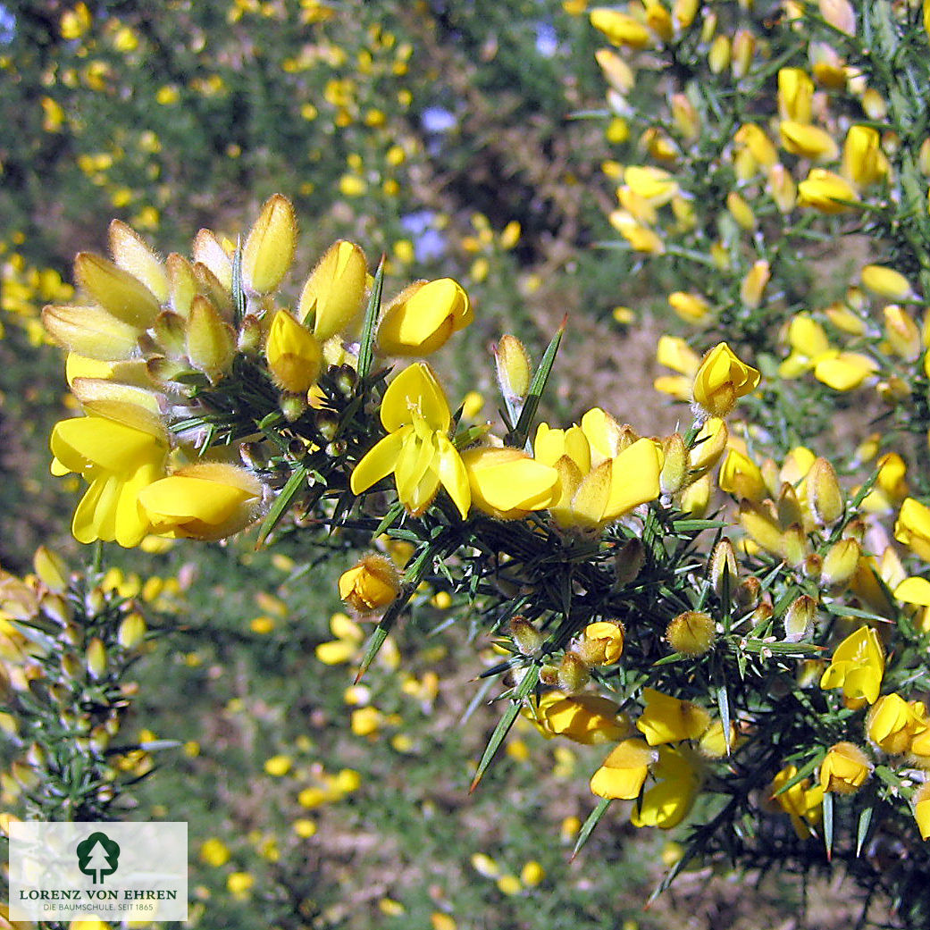 Ulex europaeus