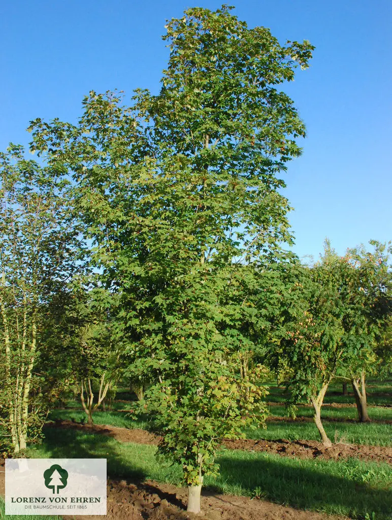 Acer saccharum