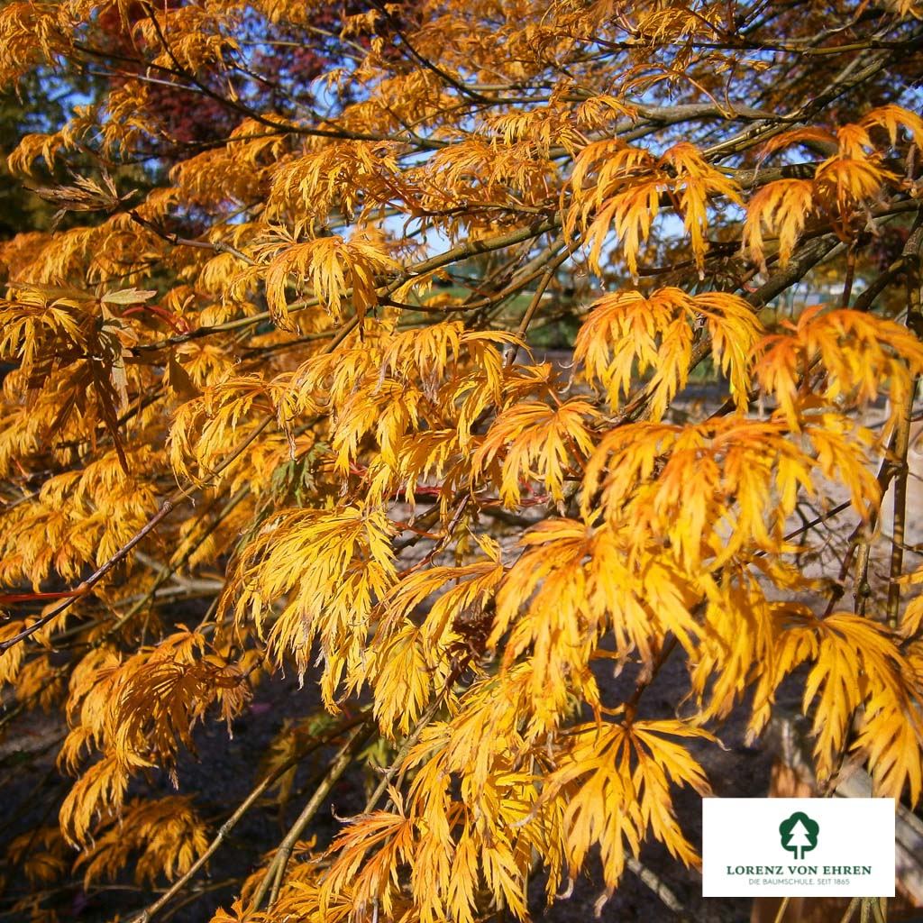 Acer palmatum 'Dissectum'