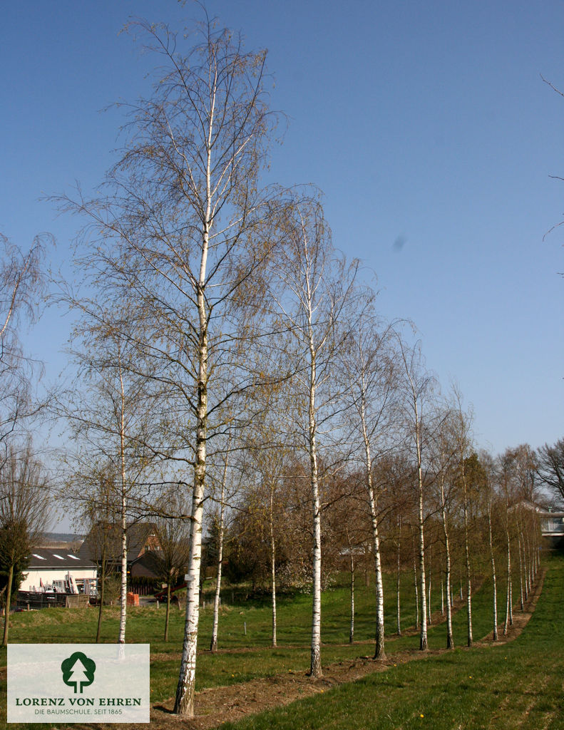 Betula pendula