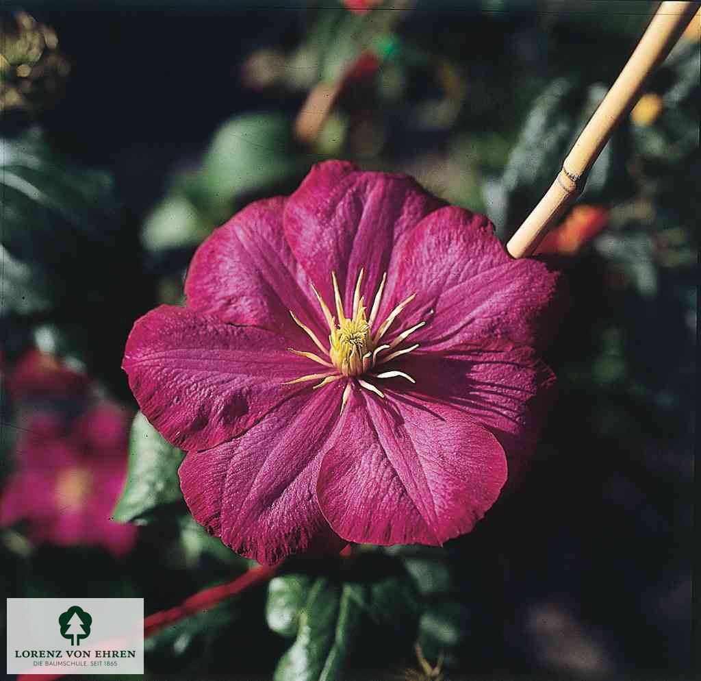 Clematis 'Ville de Lyon'