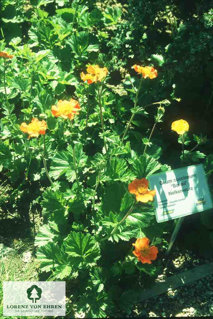 Geum coccineum 'Borisii'