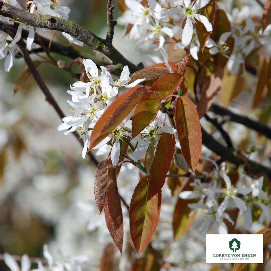 Amelanchier lamarckii