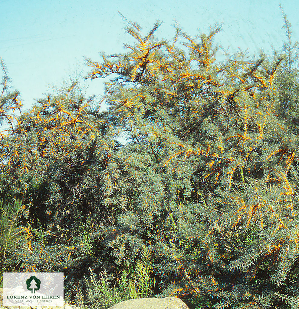 Hippophae rhamnoides 'Dorana' Baumschule LvE