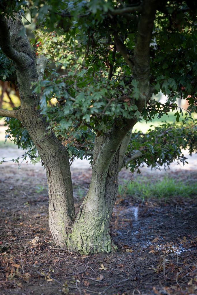 Crataegus monogyna Bonsai 