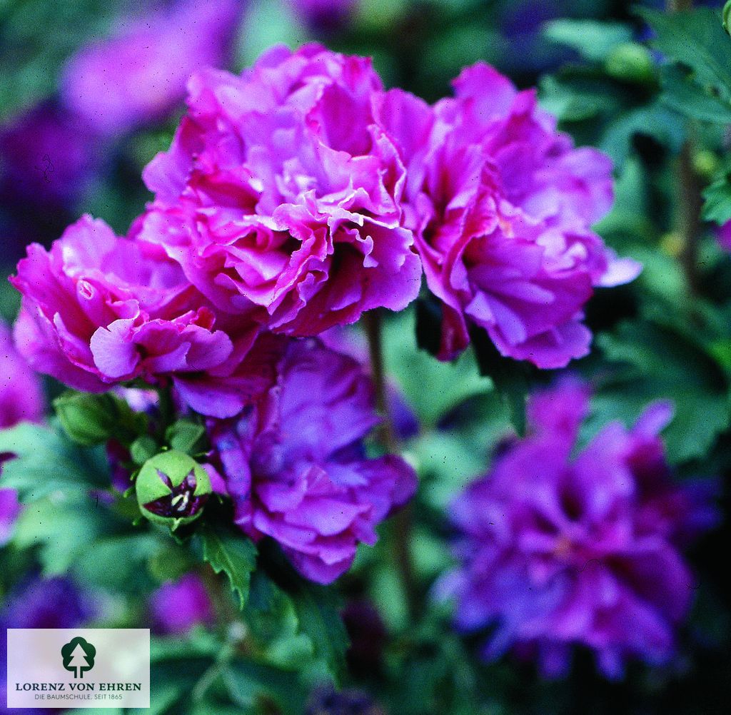 Hibiscus syriacus 'Duc de Brabant'