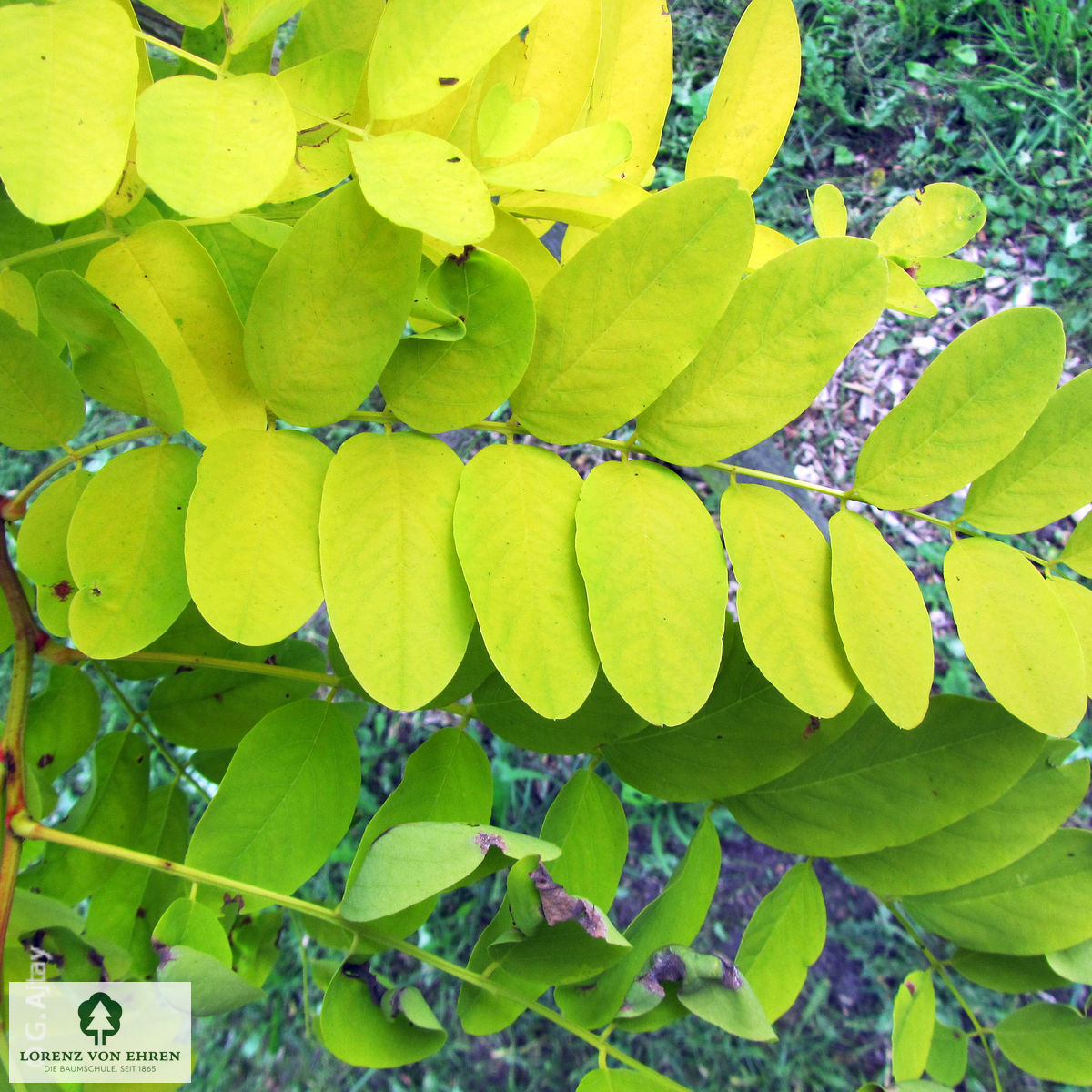 Robinia pseudoacacia 'Frisia'