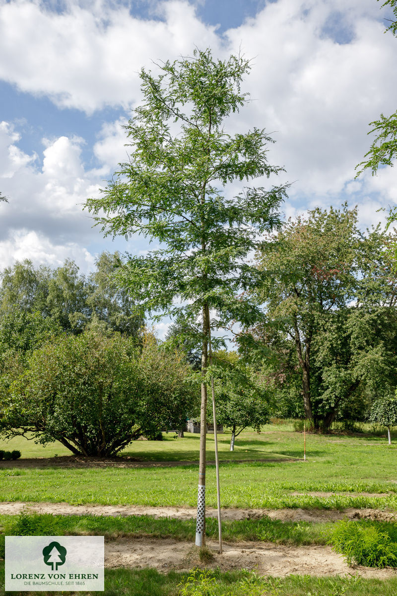 Gleditsia triacanthos inermis