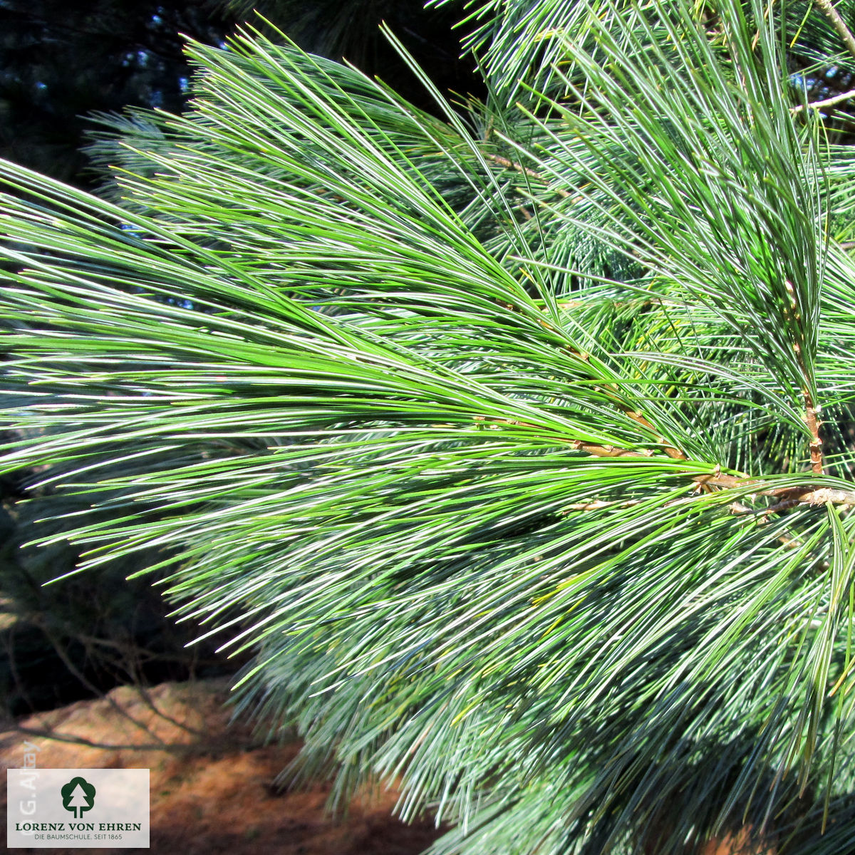 Pinus strobus