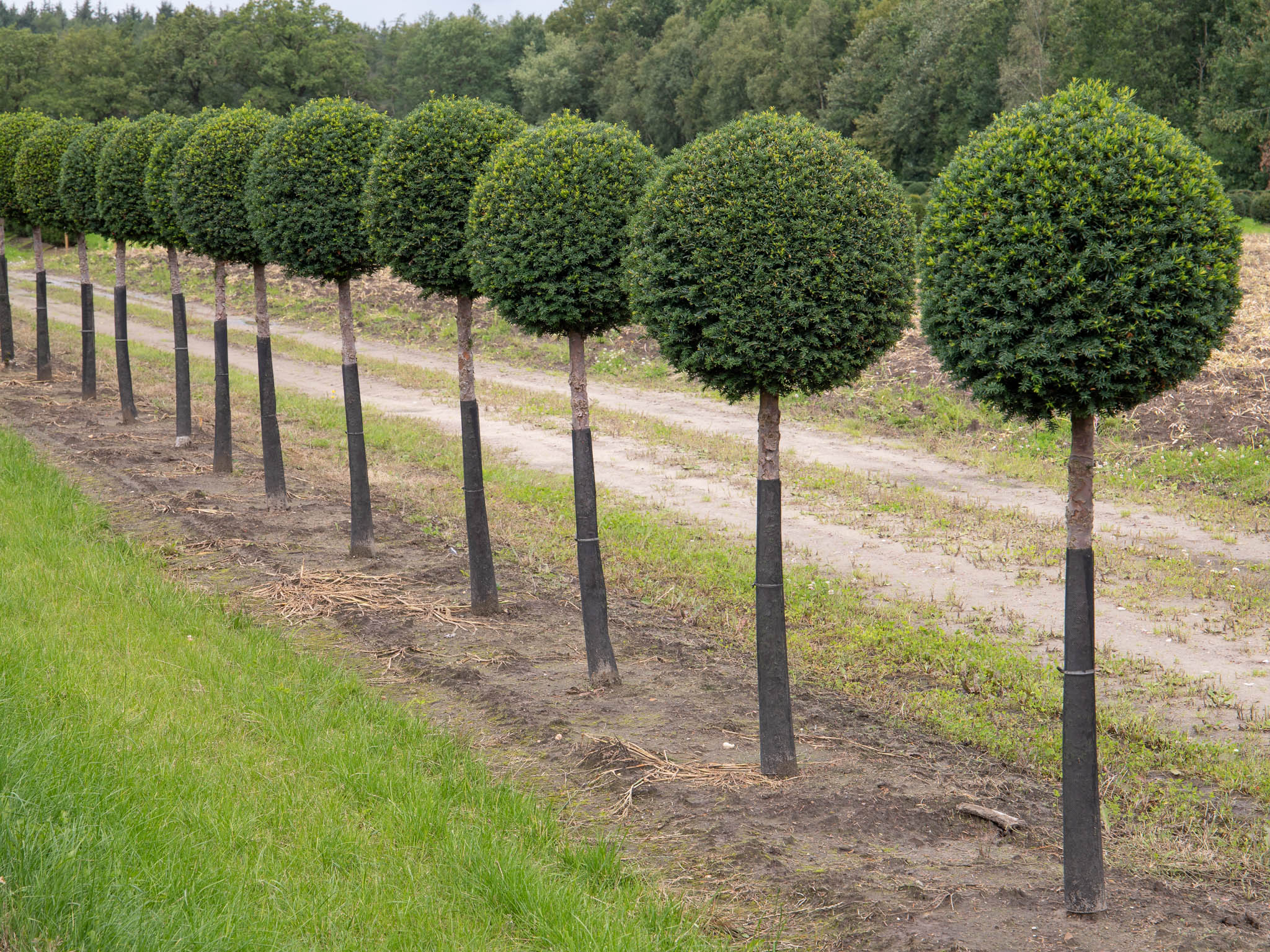 Baum mit Kugel