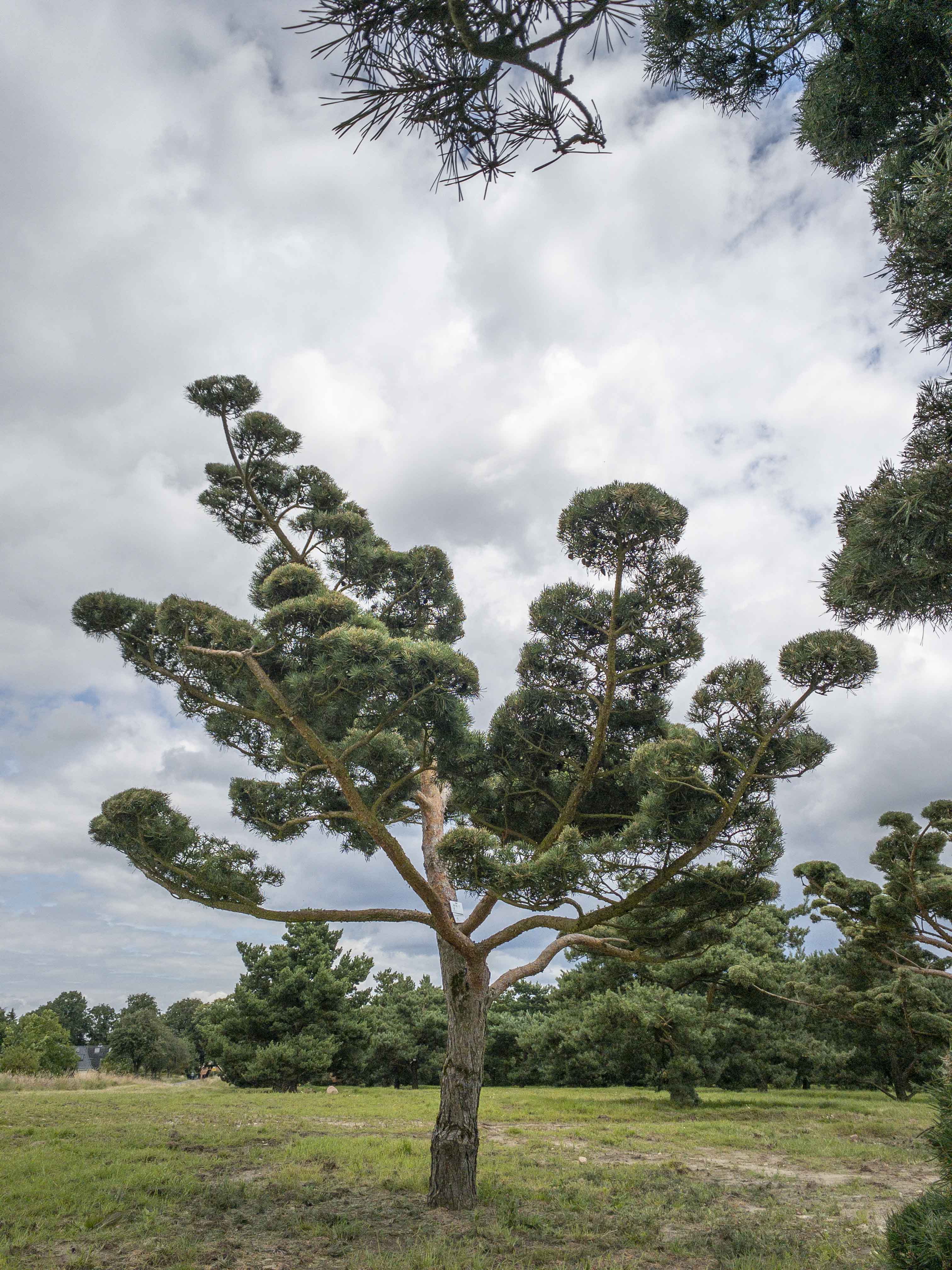 Pinus sylvestris 'Norske Typ' Bonsai