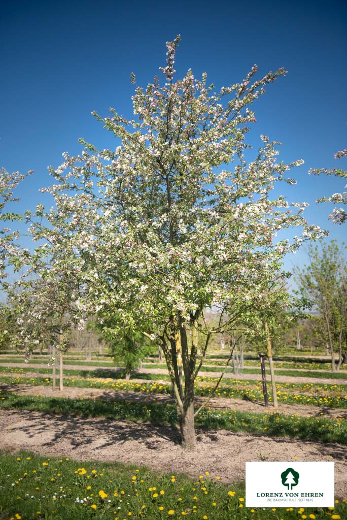 Malus 'Evereste' Unikat