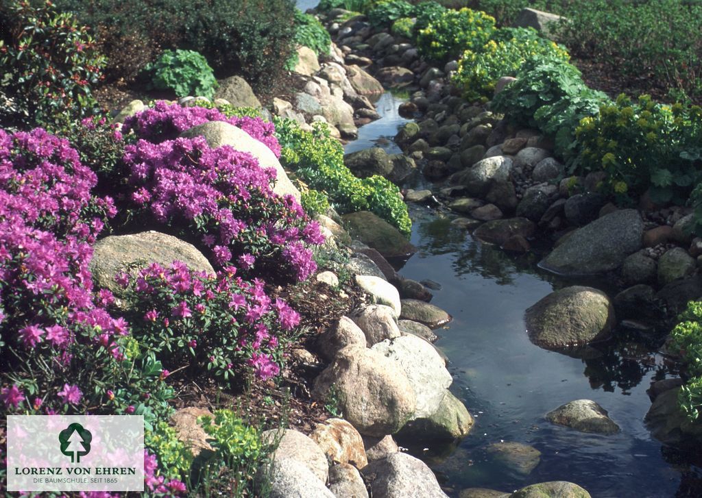 Rhododendron impeditum