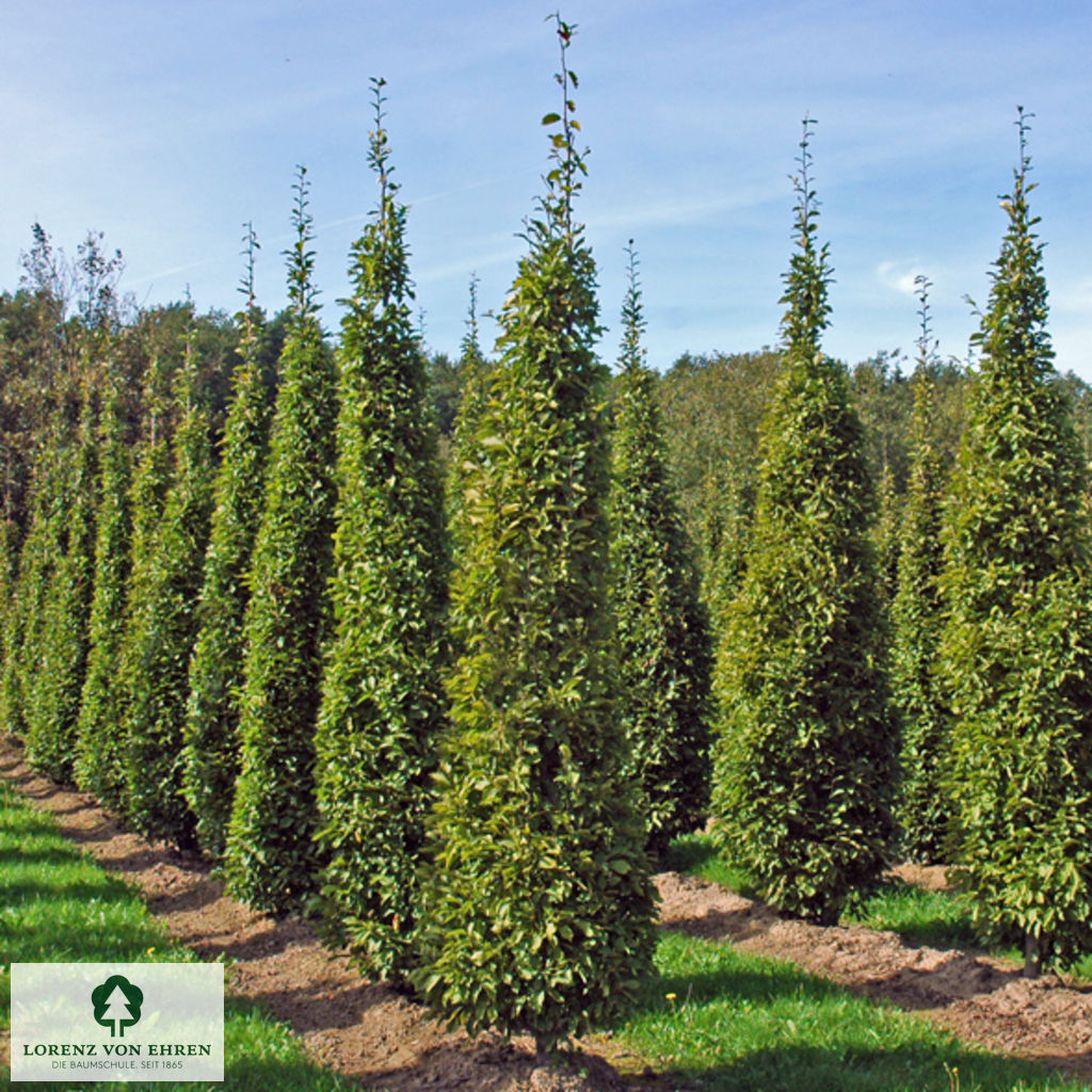 Carpinus betulus Fastigiata als Kegel