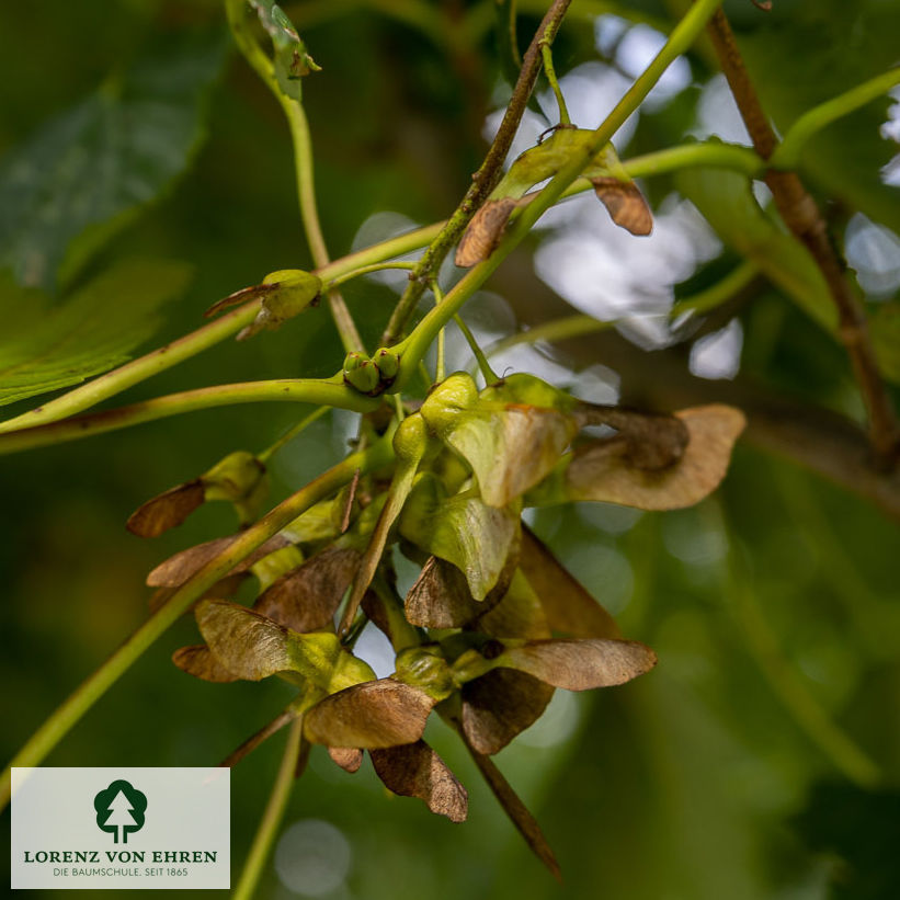 Acer pseudoplatanus 'Rotterdam'