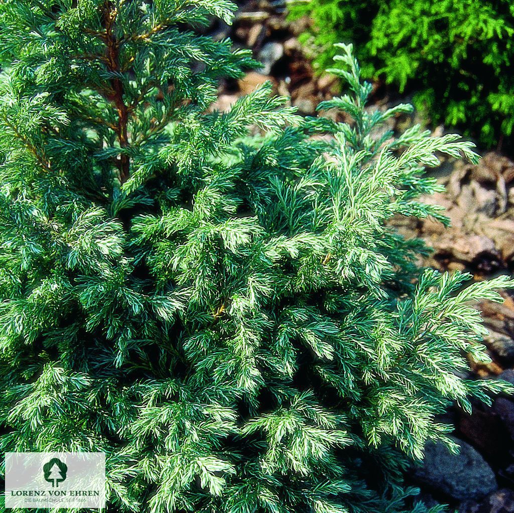 Chamaecyparis pisifera 'Boulevard'