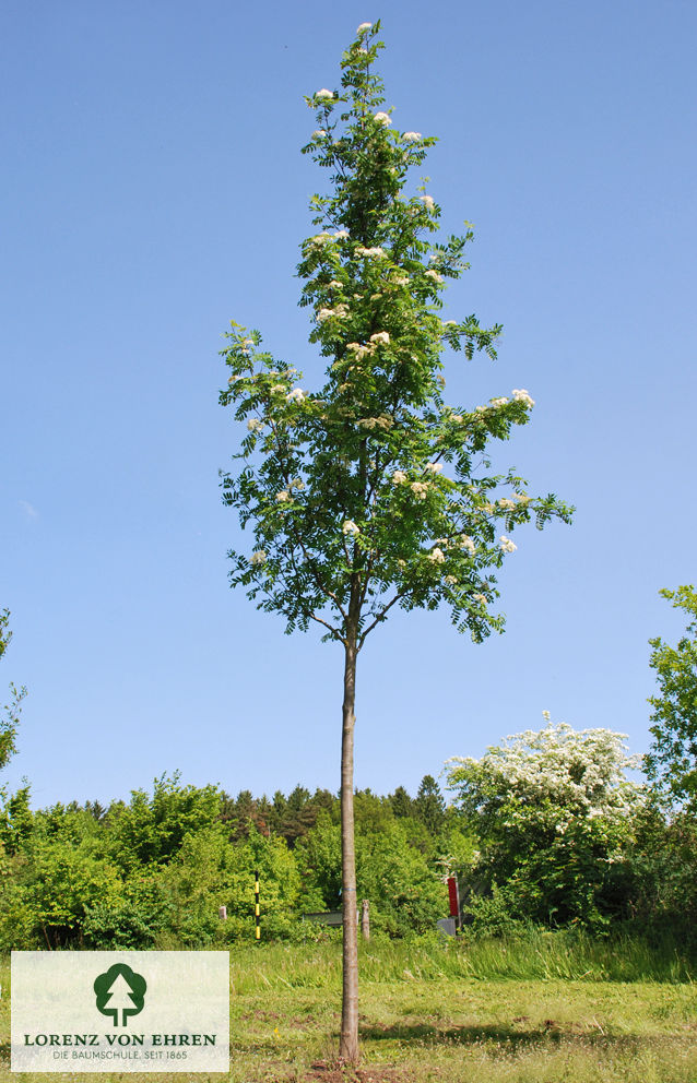 Sorbus aucuparia 'Edulis'