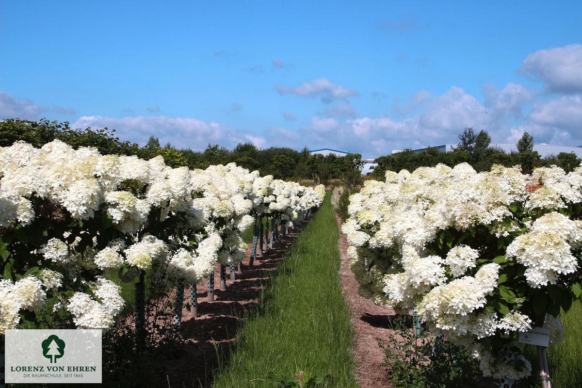 Hydrangea paniculata 'Unique'