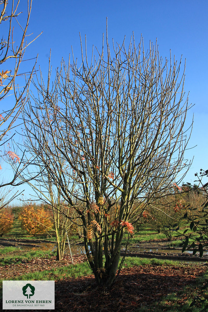 Sorbus 'Dodong'