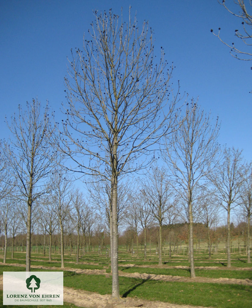 Fraxinus excelsior 'Westhof's Glorie'