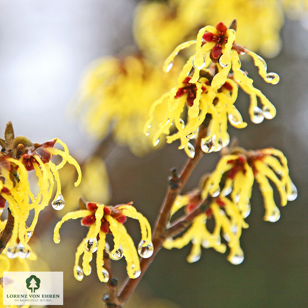 Hamamelis mollis