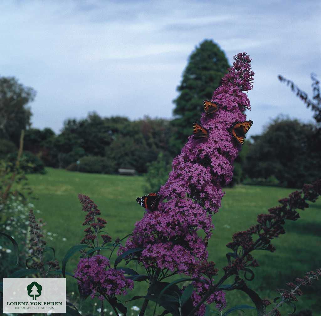 Buddleja davidii 'Cardinal'