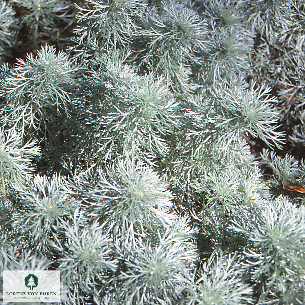 Artemisia schmidtiana 'Nana'