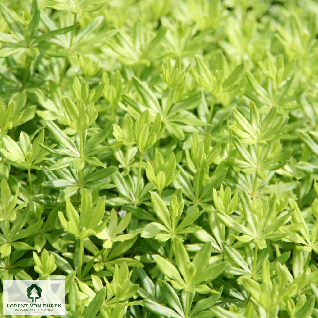 Galium odoratum