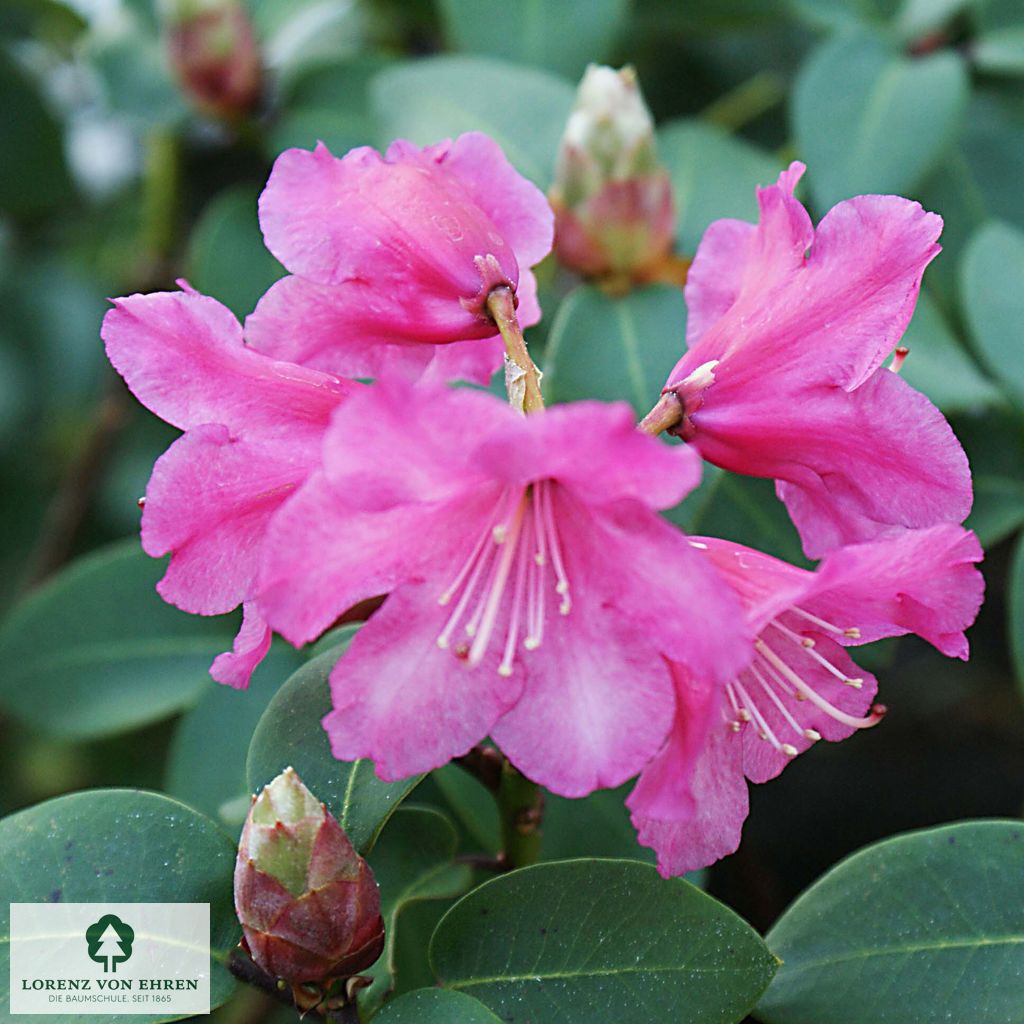 Rhododendron williamsianum 'Gartendirektor Glocker'
