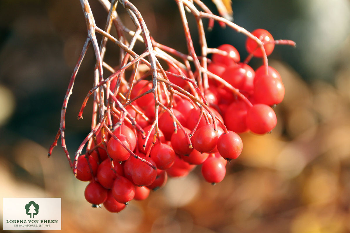 Sorbus 'Dodong'