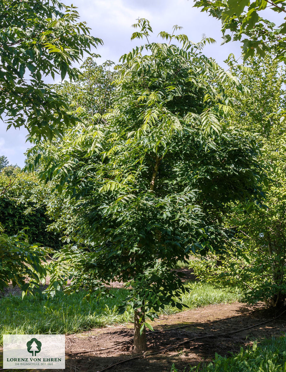 Phellodendron amurense