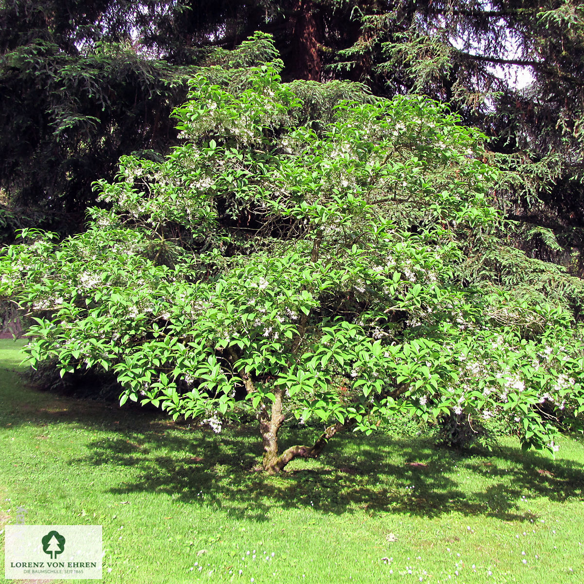 Chionanthus virginicus