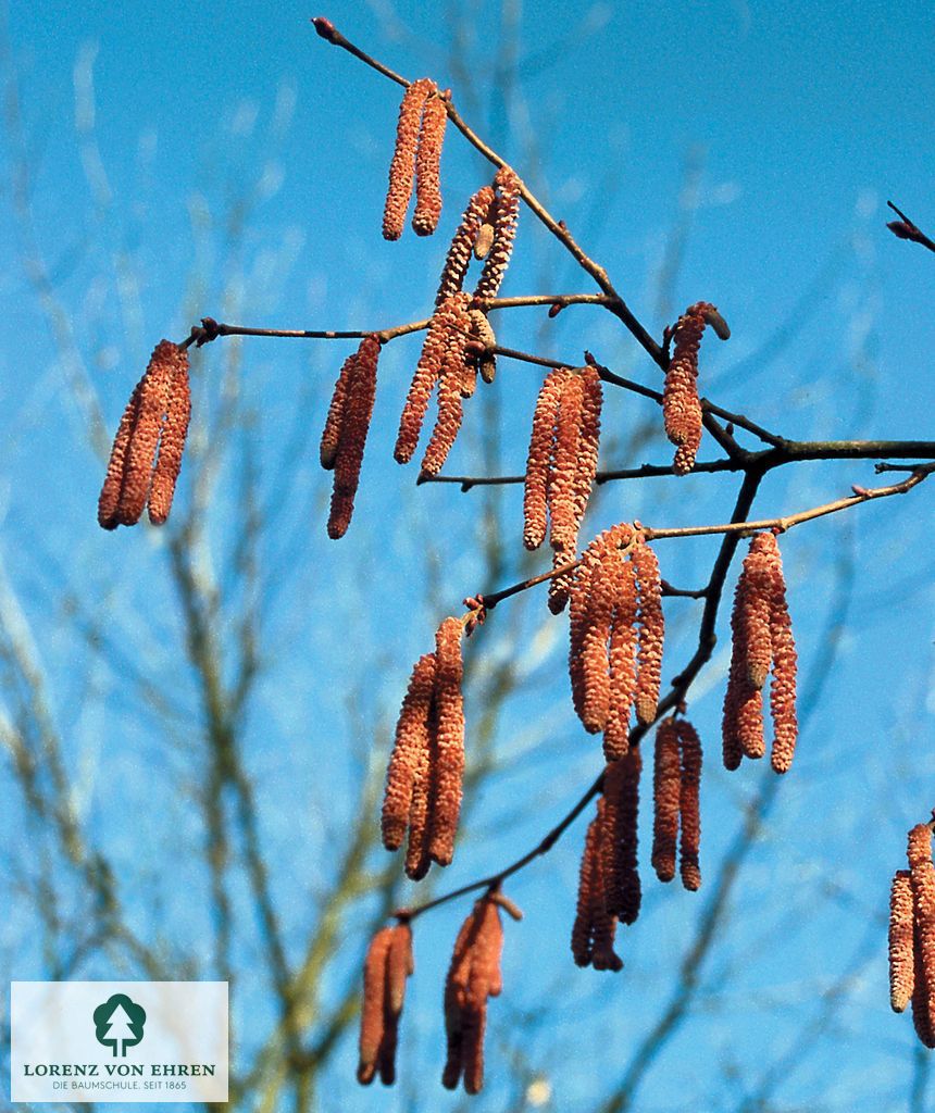 Corylus maxima 'Purpurea'