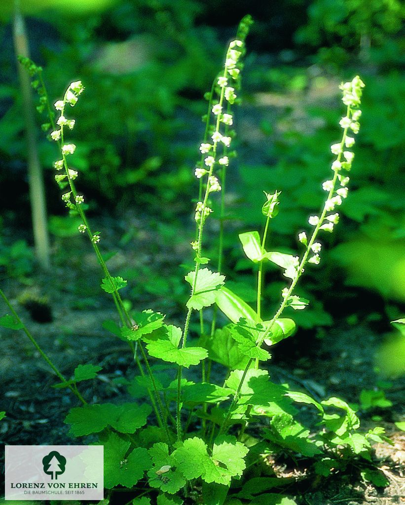 Tellima grandiflora