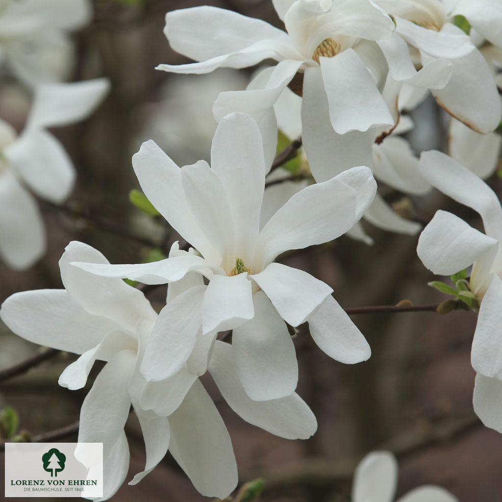 Magnolia stellata