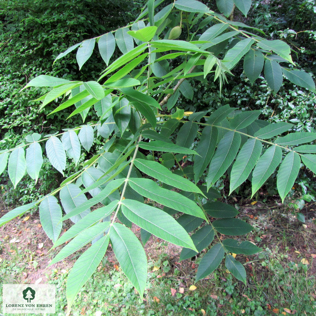 Juglans mandshurica