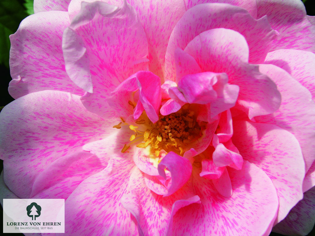 Rosa 'Kir Royal'