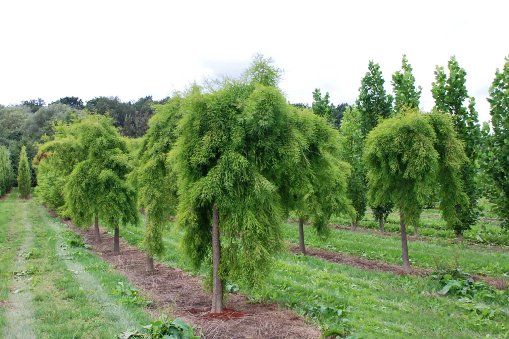 Taxodium distichum Pendens in Reihe