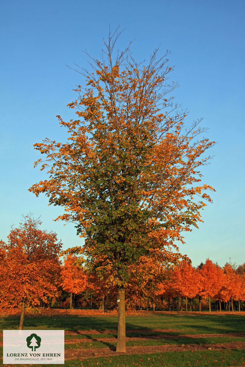 Ulmus hollandica 'Lobel'