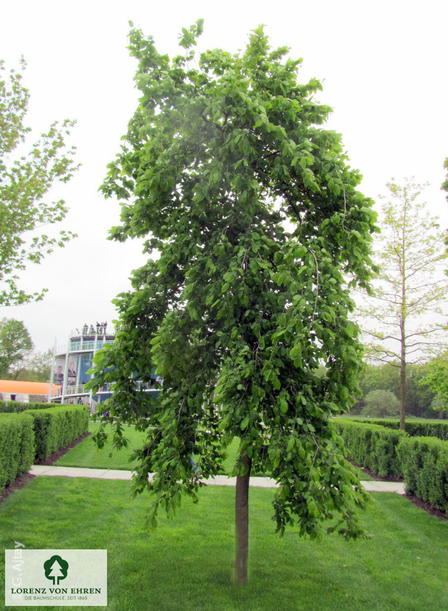 Carpinus betulus 'Pendula'