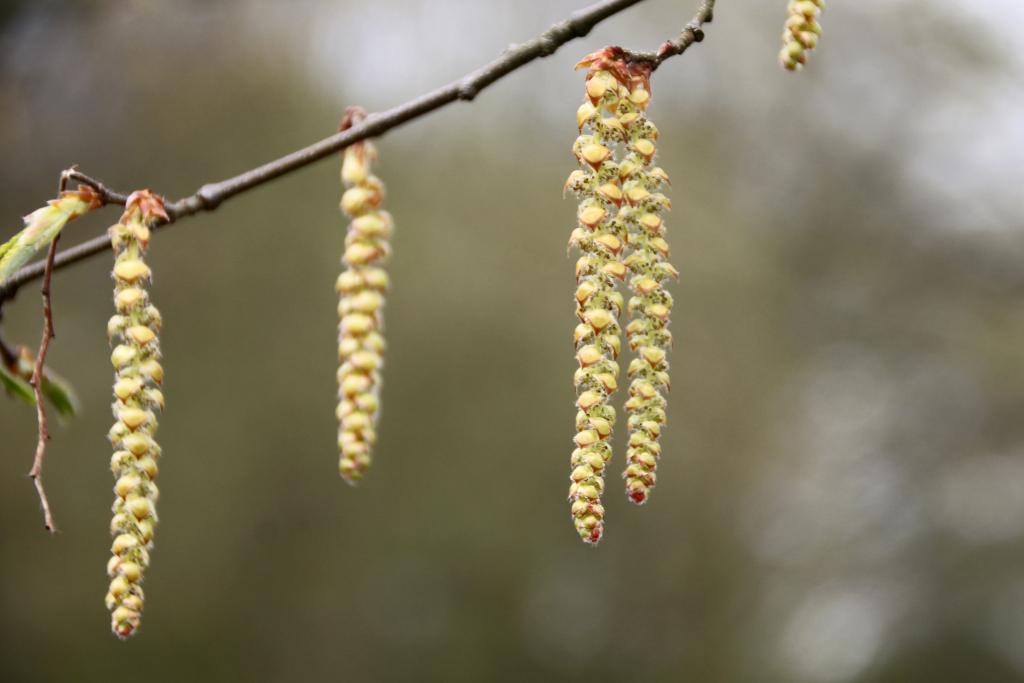 Die Carpinus betulus - Hainbuche steht in gelber Blüte.